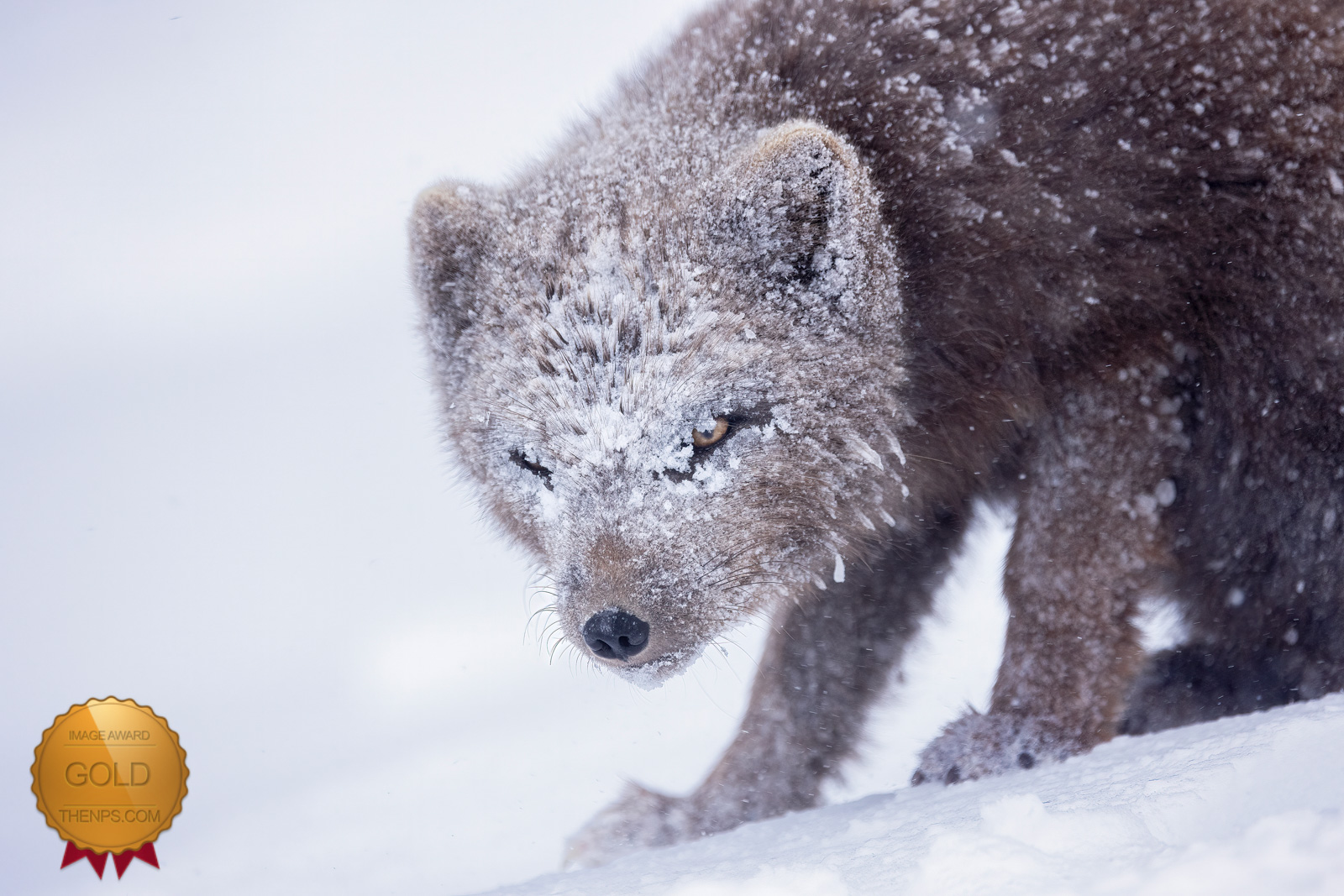 Gold Award winning photograph by Jacki Gordon